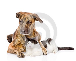 Large dog and cat lying together. isolated on white background