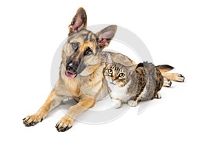 Large Dog and Cat Lying Together Over White