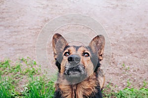 Large dog close up faithfully looking up