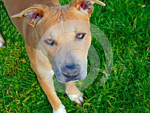 A large dog with grass background