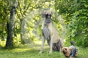 A large dog of the great Dane breed looks at a small dog of the Yorkshire Terrier breed