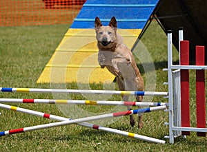 Large dog leaping over a jump at agility trial