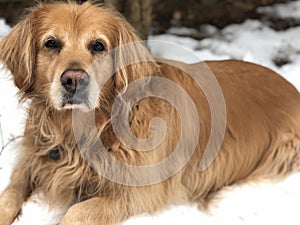 Large Dog with Long Brown Hair, laying in Snow