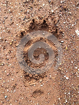 Large dog paw print with carpal pad and claws in dirt track