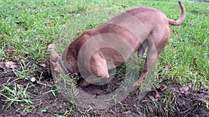 A large dog pokes its head into a hole that it digs in search of a rodent in a yard with green grass. Pitbull for a walk