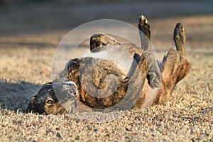 Large Dog rolling in grass, happy and content