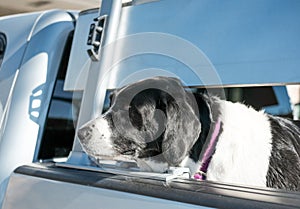 Large dog seen in the back of an SUV, looking for his owner. photo