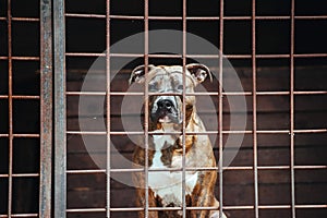 A large dog sits in the aviary