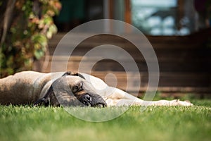 Large dog sleeping in grass in front of house entrance