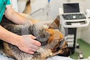 Large dog under anesthesia in a veterinarian clinic.German shepherd,Alsatian dog lying on the table under anesthesia