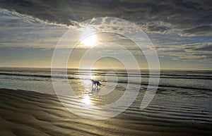 Large Dog Walking on Beach at Sunrise