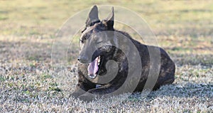 Large dog yawning with eyes closed