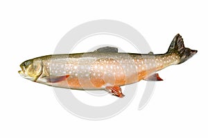 Large Dolly Varden Trout in Spawning Colors photo