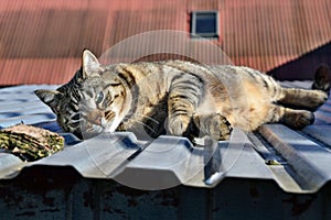 Large domestic cat relaxing on the roof similar to wild cat