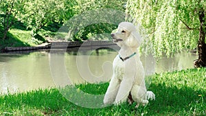 A large domestic dog with a collar sits on a lawn outdoors. A white king poodle sits in profile waiting to be trained. A carefully