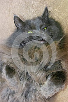 A large domestic gray cat  entertains its owners in quarantine