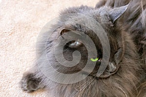 A large domestic gray cat  entertains its owners in quarantine