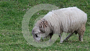 Large domestic sheep portrait, grazing in a grassy valley in rural Portugal.