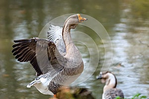 A large domestic swan goose