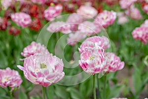 a large double pink blooming Tulip on a garden bed on a Sunny spring day.Flower desktop Wallpaper.Fluffy Pink Petal