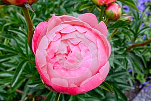 Large double pink peony flower bud ready to bloom, spring garden