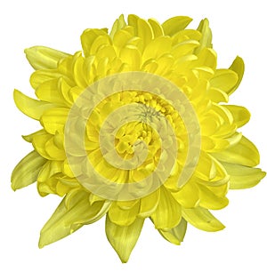 Large double Yellow chrysanthemum flower, photo isolated on a white background