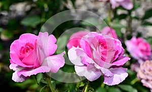 Large Dowager's roses in the foreground with a background of other pink roses photo