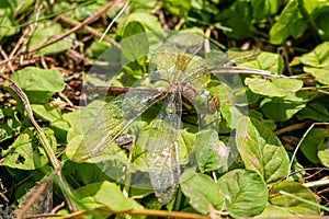 Large dragonfly on green leaves. Unequal wings dragonflies