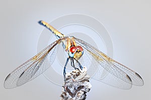 Large dragonfly Odonata with red and blue eyes resting on a lavender plant, Cape Town