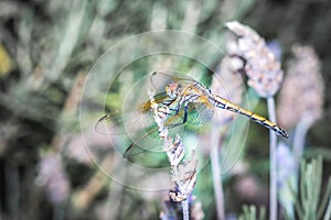 Large dragonfly Odonata with yellow eyes resting on a lavender plant, Cape Town