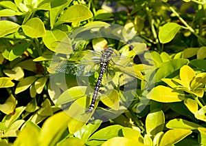 Large Dragonfly resting on a yellow bush.