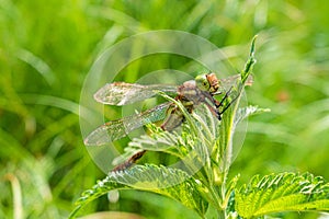 Large dragonfly sits on green herb. Unequal wings dragonflies