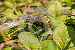 Large dragonfly sits on green leaves. Unequal wings dragonflies