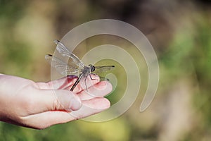 Large dragonfly with torn wing sits on the child`s palm