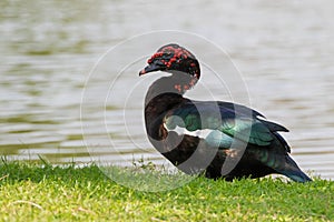 Large drake Black Muscovy duck, green wings, red wattles on face