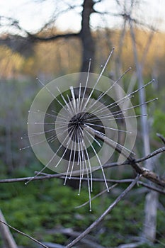 Large dried flower on a blurry background of the setting sun