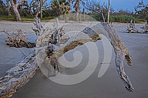 Large driftwood on Driftwood Beach.