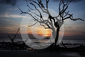 Large driftwood tree limb forms a silhouette on Driftwood Beach.