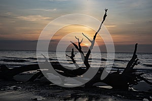 Large driftwood tree limb forms a silhouette on Driftwood Beach.