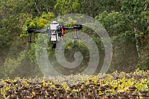 The farmer is spraying the sunflower field remotly with a DJI T20 Agras drone