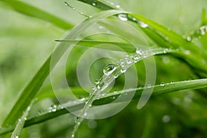 Large drop of water sparkles in sunshine on a leaf of grass close-up macro. Grass in morning dew in the spring summer on a green