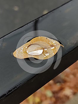 Large drop on a yellow acacia leaf