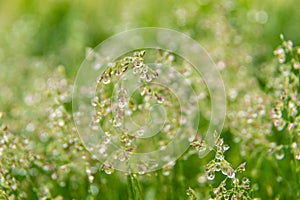 large drops of abundant dew or rain on the seed panicles of bluegrass meadow