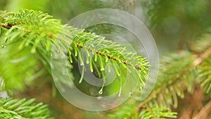 Large Drops Of Dew On Spruce Green Needles. Water Drop On Spruce Needles. Weather Is Rainy. Bokeh.