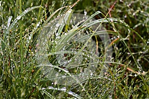 Large drops of fresh morning dew on green grass in sunlight. Selective focus. Spring background, an artistic image of purity
