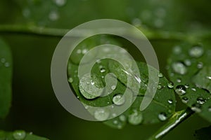 Large Drops Of Rain Begin To Merge On Small Green Leaf