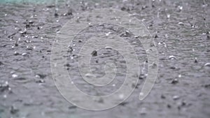 Large Drops of Rain Fall in a Puddle During a Rainstorm. Water Drops in Slow Motion.