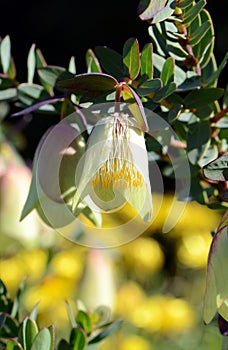 Large, druping bell flowers of the Australian native Pimelia physodes, family Thymelaeaceae. Common name is the Qualup bell.