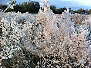Large dry bushes of field grass covered with white frost in winter