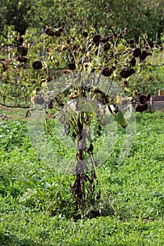 Large dry Common sunflower or Helianthus annuus annual forb flowering plant with edible oily seeds in flower heads on high erect photo